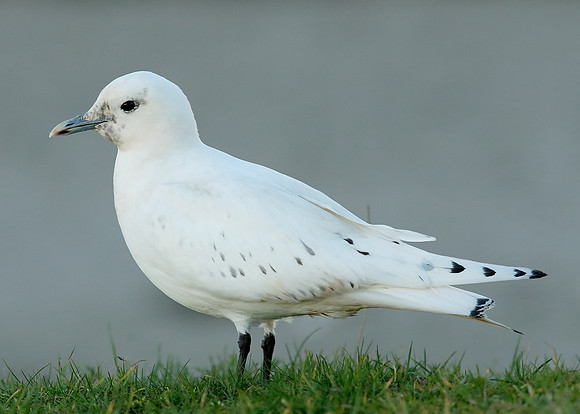 Ivory Gull Pagophila eburnea