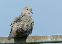 Collared Dove Streptopelia decaocto