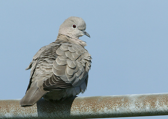Collared Dove Streptopelia decaocto