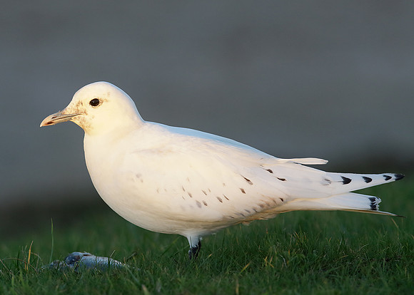 Ivory Gull Pagophila eburnea