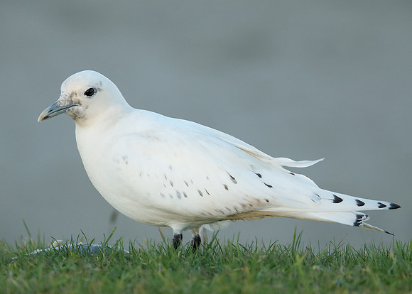 Ivory Gull Pagophila eburnea
