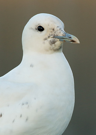 Ivory Gull Pagophila eburnea
