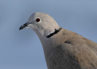 Collared Dove Streptopelia decaocto