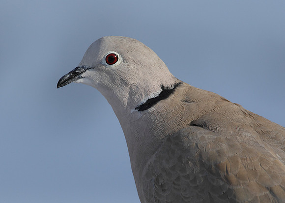 Collared Dove Streptopelia decaocto