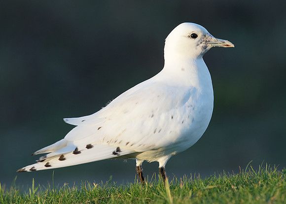 Ivory Gull Pagophila eburnea