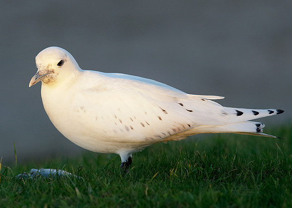 Ivory Gull Pagophila eburnea
