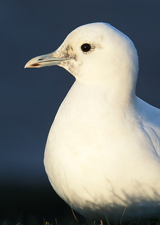 Ivory Gull Pagophila eburnea