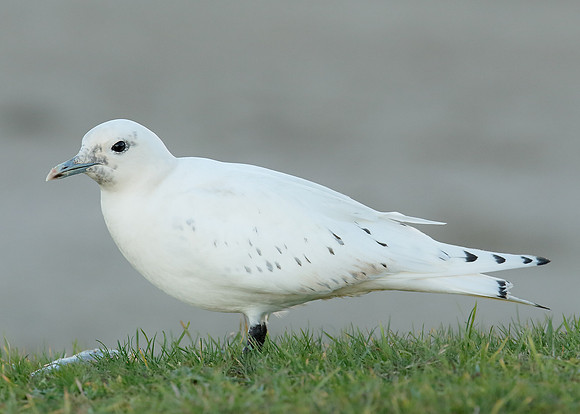 Ivory Gull Pagophila eburnea