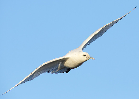 Ivory Gull Pagophila eburnea