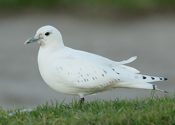 Ivory Gull Pagophila eburnea