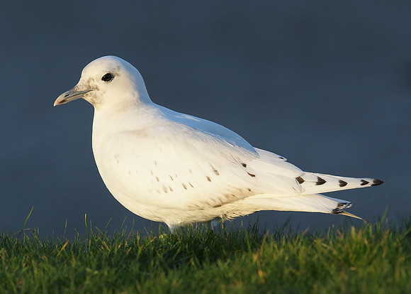 Ivory Gull Pagophila eburnea