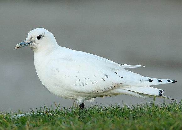 Ivory Gull Pagophila eburnea
