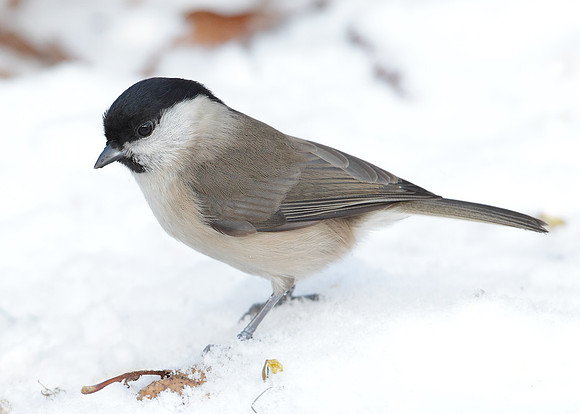 Marsh Tit Poecile palustris