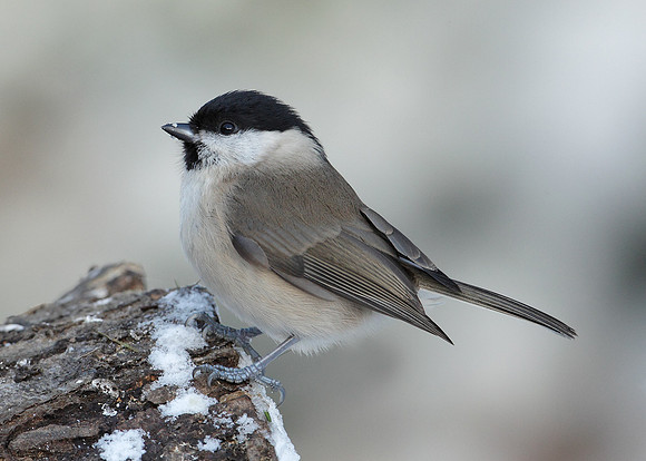 Marsh Tit Poecile palustris