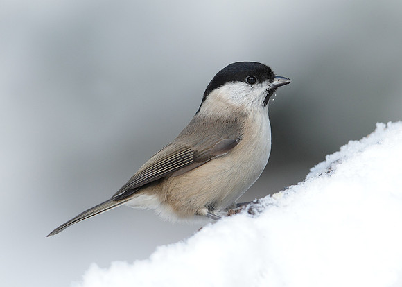 Marsh Tit Poecile palustris