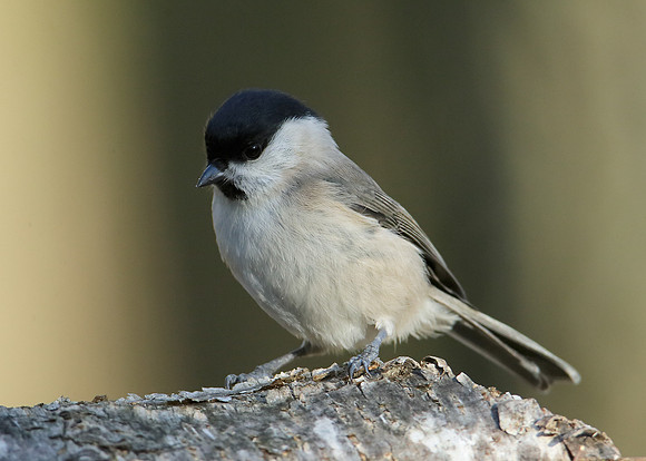 Marsh Tit Poecile palustris