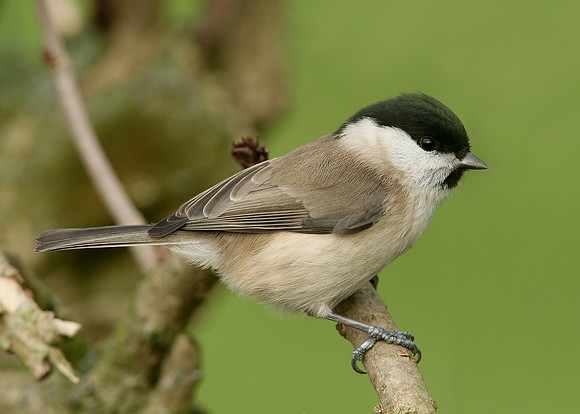 Marsh Tit Poecile palustris