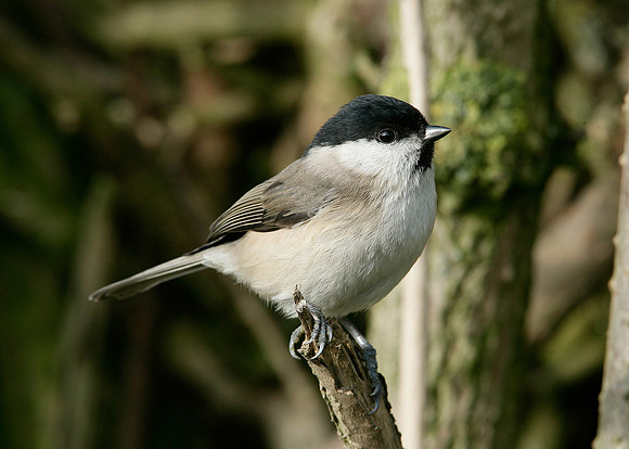 Marsh Tit Poecile palustris