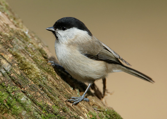 Marsh Tit Poecile palustris