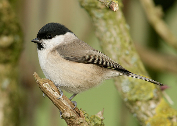 Marsh Tit Poecile palustris