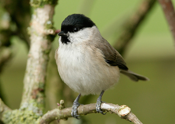 Marsh Tit Poecile palustris
