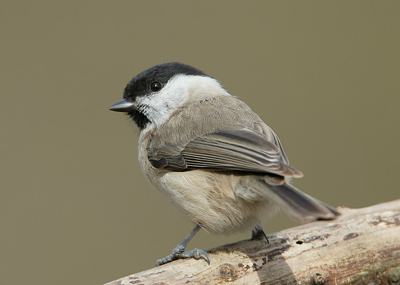 Marsh Tit Poecile palustris