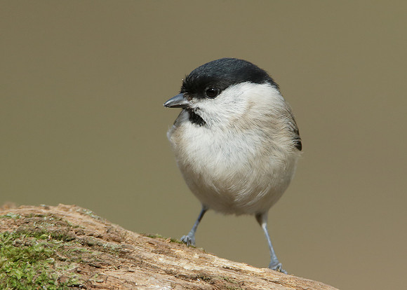 Marsh Tit Poecile palustris