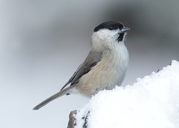Marsh Tit Poecile palustris