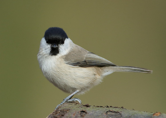 Marsh Tit Poecile palustris