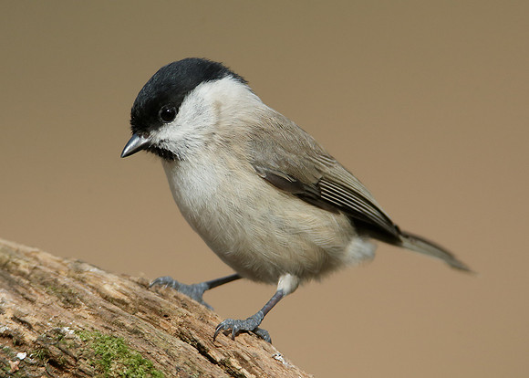 Marsh Tit Poecile palustris