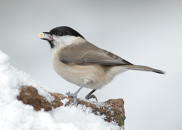 Marsh Tit Poecile palustris