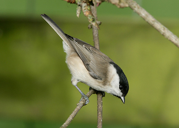 Marsh Tit Poecile palustris