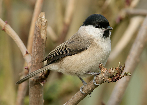 Marsh Tit Poecile palustris