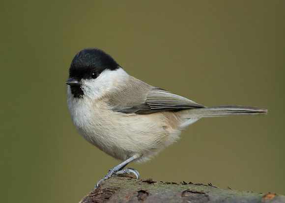 Marsh Tit Poecile palustris