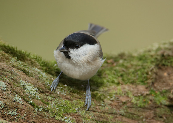 Marsh Tit Poecile palustris