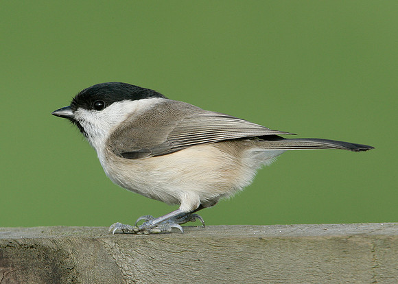 Marsh Tit Poecile palustris