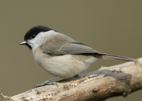 Marsh Tit Poecile palustris
