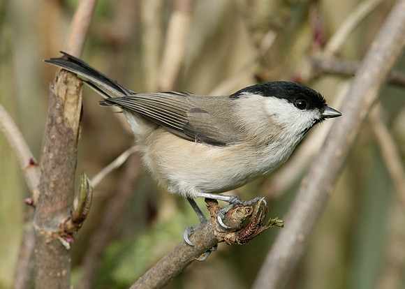 Marsh Tit Poecile palustris