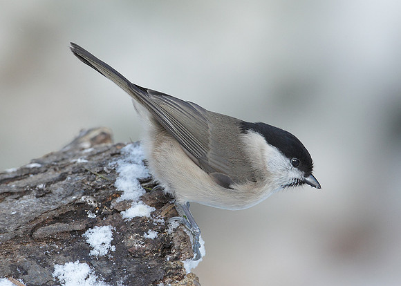 Marsh Tit Poecile palustris