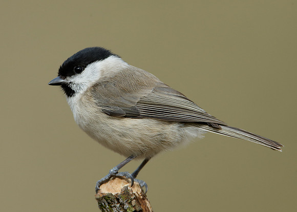 Marsh Tit Poecile palustris