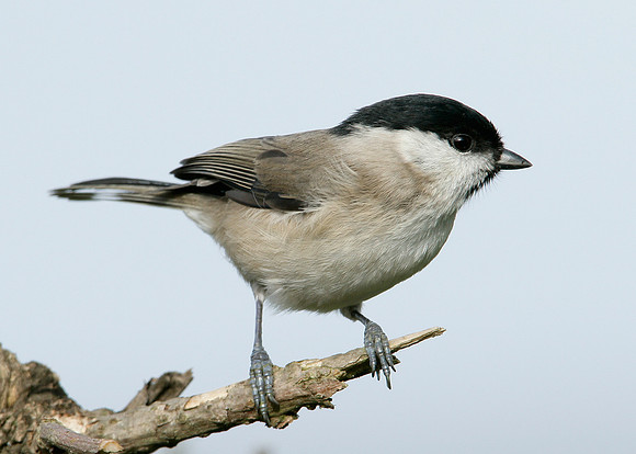 Marsh Tit Poecile palustris