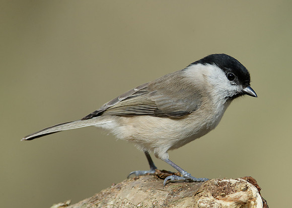 Marsh Tit Poecile palustris
