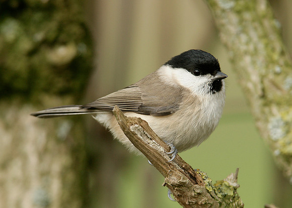 Marsh Tit Poecile palustris