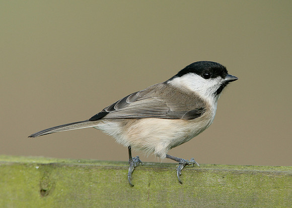 Marsh Tit Poecile palustris