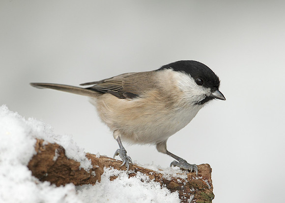 Marsh Tit Poecile palustris
