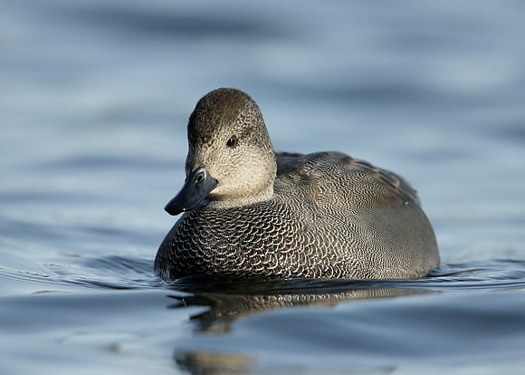 Gadwall Anas strepera