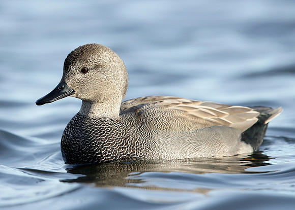 Gadwall Anas strepera