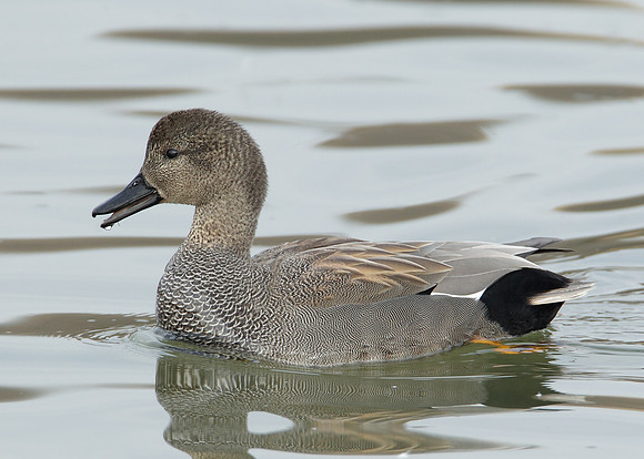 Gadwall Anas strepera