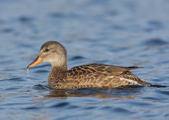 Gadwall Anas strepera