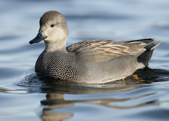 Gadwall Anas strepera